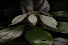 Neolitsea scrobiculata